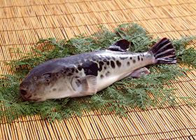 長崎 県 漁 連 鮮魚 ボックス